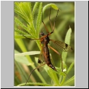 Flabellifera pectinicornis - Schnake w01.jpg